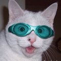 Avatar utilizator